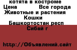 котята в костроме › Цена ­ 2 000 - Все города Животные и растения » Кошки   . Башкортостан респ.,Сибай г.